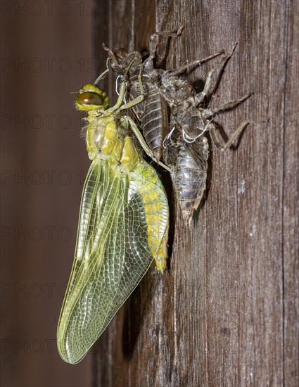 A nymph of the black-tailed skimmer (Orthetrum cancellatum) undergoes transition and becomes an