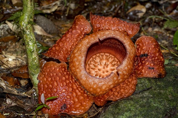 Giant flower of the parasitic Rafflesia tuan-mudae in Gundung Gading National Park, Sarawak, Borneo