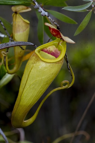 Pitcher plants (Nephentes madagascariences) at wetlands close to Palmarium Resort, eastern