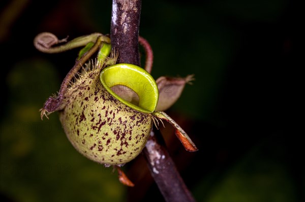 Ground pitcher from the pitcher plant Nephentes ampullaria growing on a stem in Kubah National