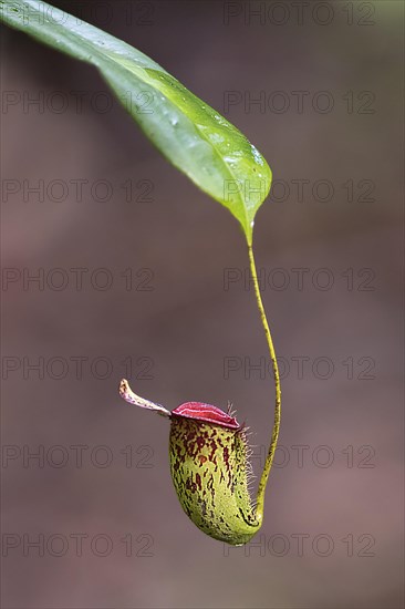 Young pitcher from the pitcher plant Nephentes rafflesiana in Tanjung Puting National Park,