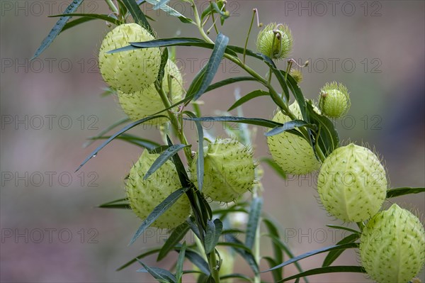 Hairy balls (Gomphocarpus physocarpus) from Zimanga, South Africa, Africa