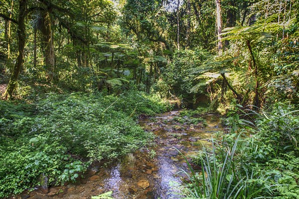 The rainforest and a small stream in Biwindi Impenetrable National Park, Uganda, Africa