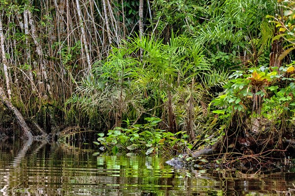 Water plants and other vegetation along the rim of a small river in the rainforest of eastern
