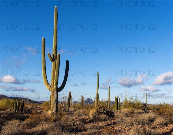 Morning in Organ Pipe Cactus National Monument, southern Arizona