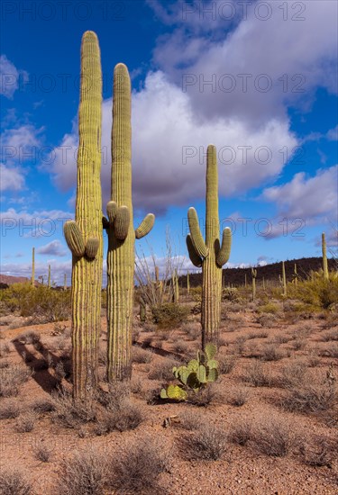 Beautiful and very old specimens of Saguaro cacti (Carnegiea gigantea) in Organ Pipe Cactus