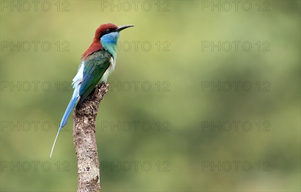 Blue-throated bee-eater, Merops viridis, from Danum Valley, Sabah, Borneo
