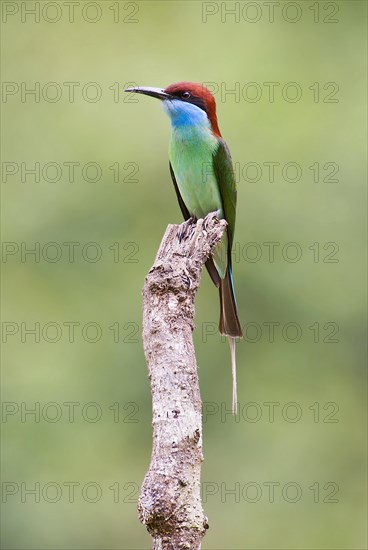 Blue-throated bee-eater, Merops viridis, from Danum Valley, Sabah, Borneo