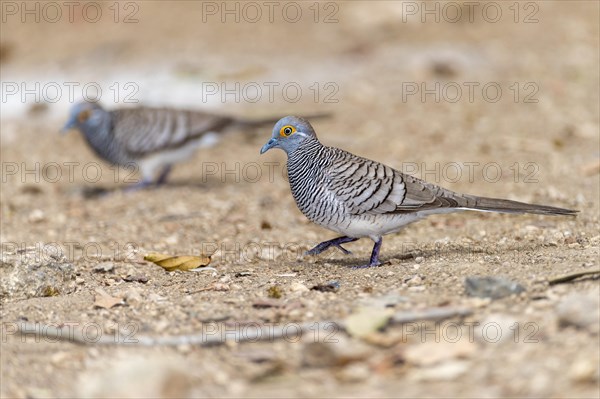 Barred Dove (Geopelia maugeus), endemic to the Lesser Sunda Islands, here photographed on Komodo