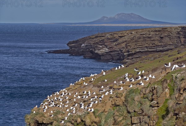 Colony of black-browed albatross (Thalassarche melanophrys) nesting at Saunders Island (close to