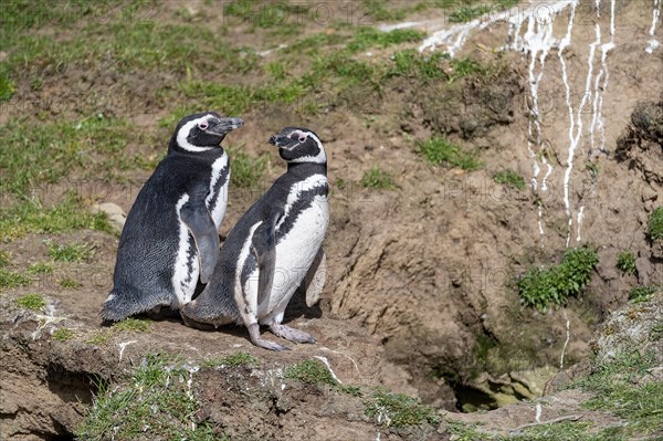 Breeding magellanic penguins (Sphreniscus magellanicus) outside their burrows at Saunders Island,