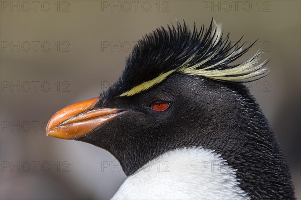 Portrait of the southern rockhopper penguin (Eudyptes chrysocome) from Sounders Island, the