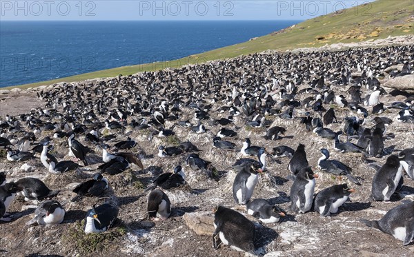 Colonies of southern rockhopper penguins mixed with blue-eyed shags at Saunders Island, the