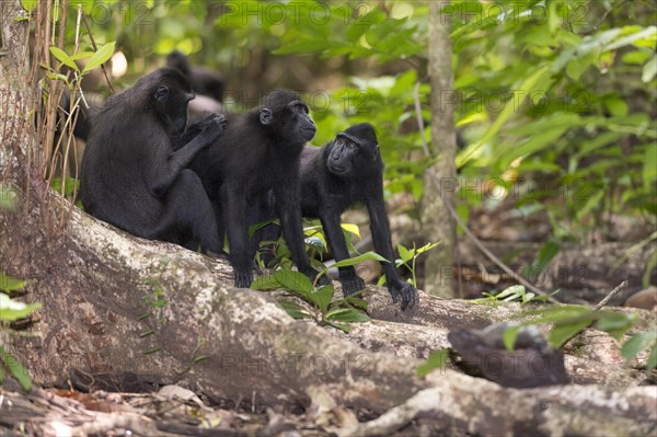 Crested Black Macaques (Macaca nigra) in Tangkoko Nature Reserve, northern Sulawesi, Indonesia,