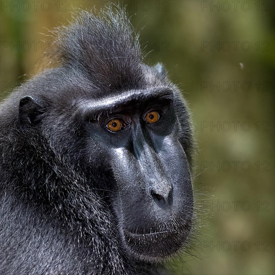 Close up of the Crested Black Macaques (Macaca nigra) in Tangkoko Nature Reserve, northern