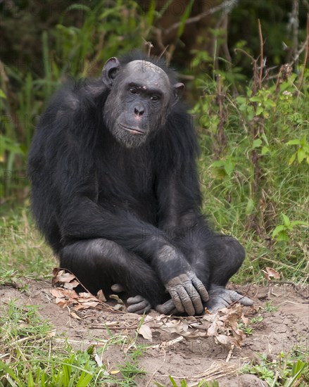 Common Chimpanzee (Pan troglodytes) in Ol Pejeta Conservancy, Kenya, Africa