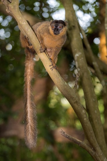 Collard brown lemur (Eulemur collaris) from Nahampoana Private Reserve, Madagascar, Africa