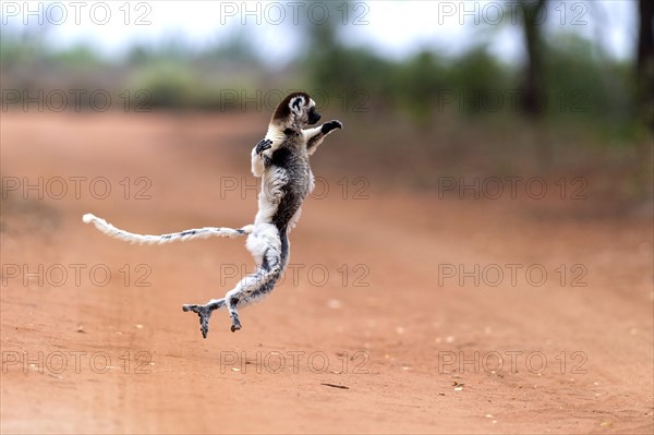 Verreaux's sifaka (Propithecus verreauxi) crossing a road with it's special dancing motions. Here