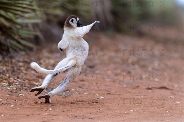 Verreaux's sifaka (Propithecus verreauxi) crossing a road with it's special dancing motions. Here