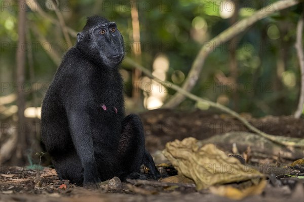 Crested Black Macaques (Macaca nigra) in Tangkoko Nature Reserve, northern Sulawesi, Indonesia,