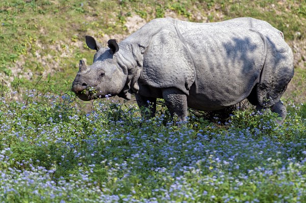 Indian rhinoceros (Rhinoceros unicornis) feeding on flowers in Kaziranga National Park, Assam,