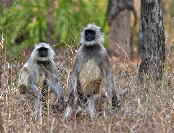 Pair of gray langur (Semnopithecus dussumieri) from Pench National Park, Madhya Pradesh, India,