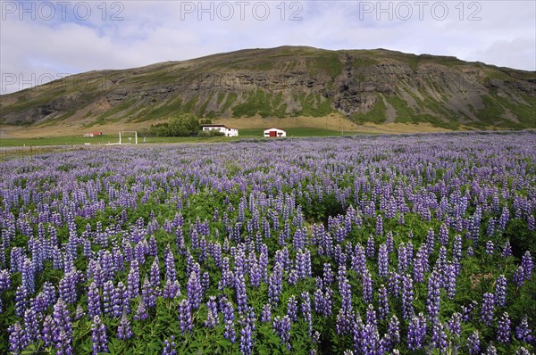 Field of lupins planted to combat soil erosion at Hamar, on Hamarsfjordur in the East Fjords region