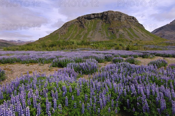 Field of lupins planted to combat soil erosion at Hamar, on Hamarsfjordur in the East Fjords region