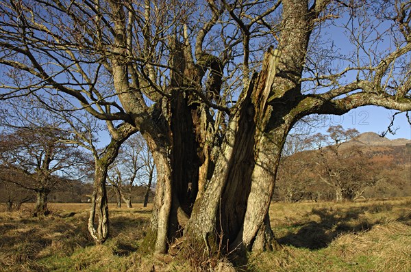 Massive cracked willow in open landscape with other more distant trees and low hills, near Killin,