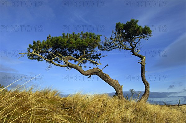 Gaunt and twisted Scots pines in an open grassy landscape against a background of blue sky, near