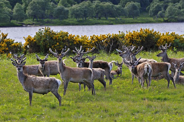 Herde Rothitsche in Schottland | Herd of red deer stags with their antlers in velvet along the side
