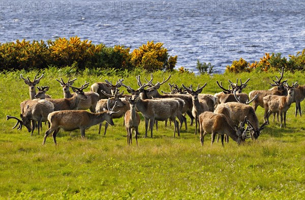 Herde Rothitsche in Schottland | Herd of red deer stags with their antlers in velvet along the side