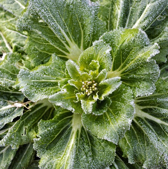 Close-up of frost on a winter cabbage, Killin, Perthshire, Scotland, UK