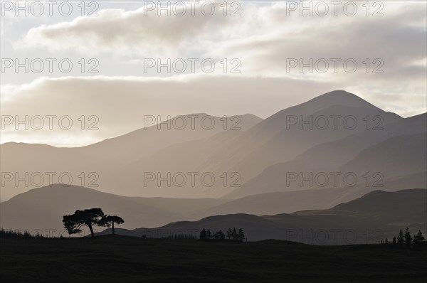 Backlit trees and hill-ridges around the western rim of Rannoch Moor, Scottish Highlands, UK