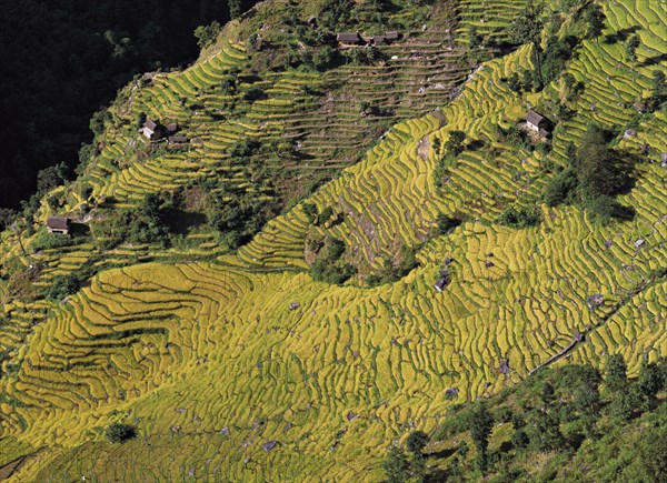 Terraced fields of rice and barley step down a hillside near the village of Sinam in the foothills