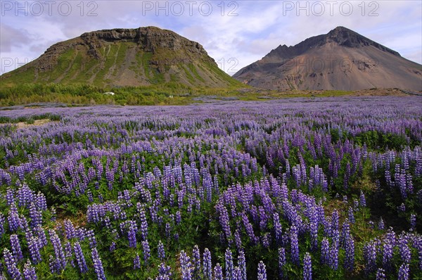 Field of lupins planted to combat soil erosion at Hamar, on Hamarsfjordur in the East Fjords region