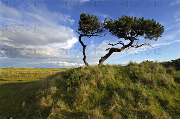 Twisted Scots pines in grassy dunes with bent-grass under an evening sky, near Golspie, Sutherland,