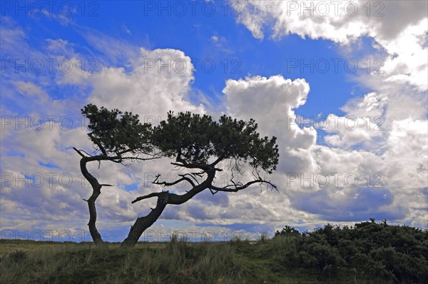 Stunted Scots pines in an open savannah-type of landscape under a summer sky, near Golspie,