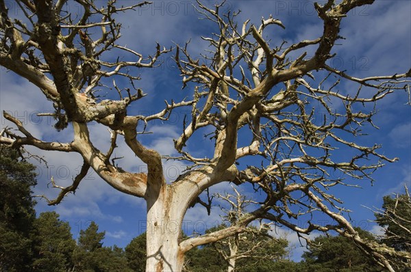 Bare and twisted Scots pine trees against a background of pine forest and blue sky at Little Ferry,