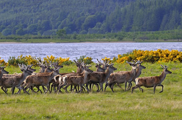 Herde Rothitsche in Schottland | Herd of red deer stags with their antlers in velvet along the side