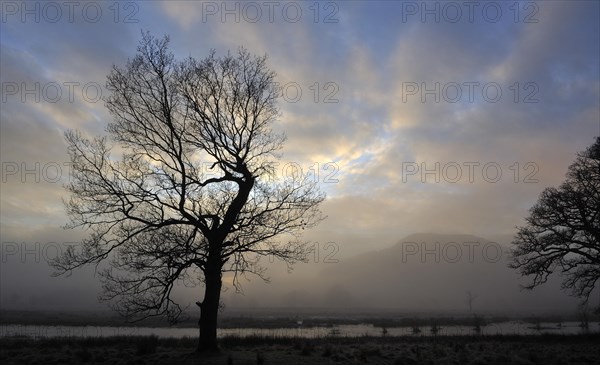 Hazy view of a distant hill as late sun shines through silhouetted trees on a winter afternoon near