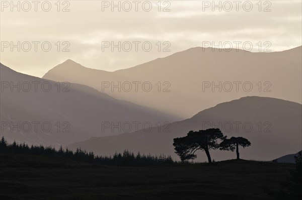 Backlit trees and hill-ridges around the western rim of Rannoch Moor, Scottish Highlands, UK