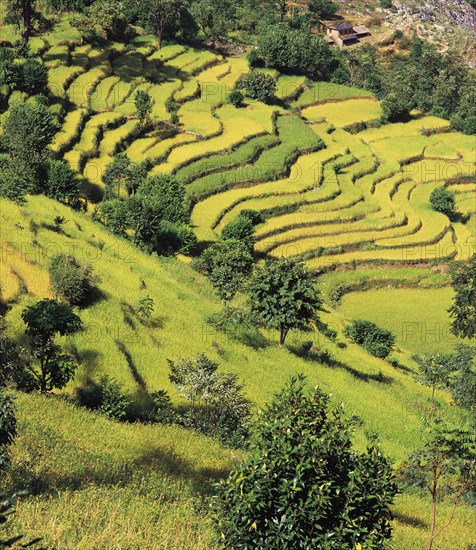Terraced fields of rice and barley step down a hillside near the village of Sinam in the foothills