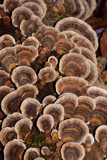 Butterfly stramete zonal white light brown and brown fruiting bodies next to each other on tree