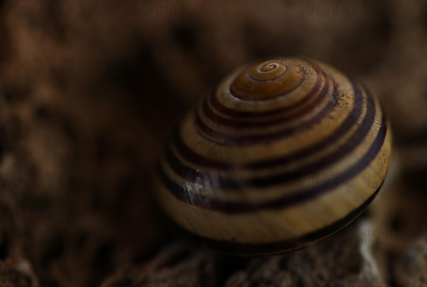 Small snail shell in shades of yellow and brown lies on a colour-matching background of tuff,