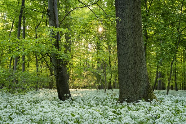 A deciduous forest with white flowering ramson (Allium ursinum) in spring in the evening sun with a