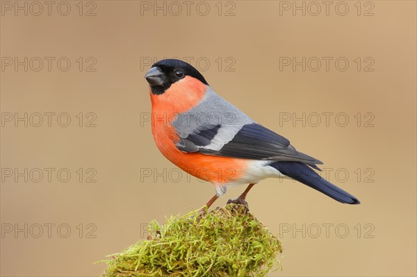 Eurasian bullfinch (Pyrrhula pyrrhula), male, sitting on a branch overgrown with moss, Wildlife,