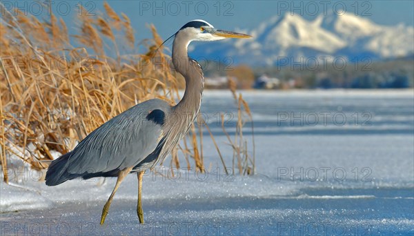 KI generated, animal, animals, bird, birds, biotope, habitat, one, individual, water, reed, winter,