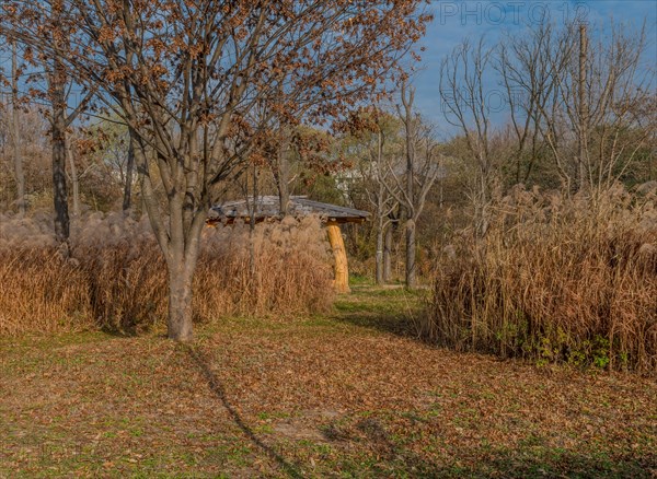Walking path through autumn landscape of leafless trees growing in field of feather grass hiding