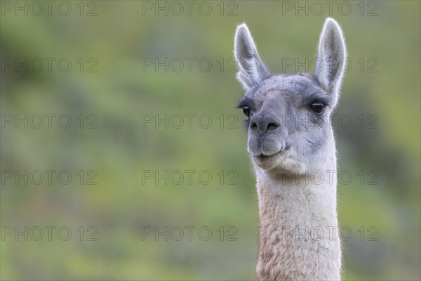 Guanaco (Llama guanicoe), Huanaco, adult, animal portrait, Torres del Paine National Park,